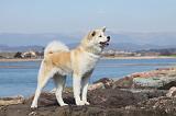 AKITA INU 210